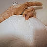 Spaz joined the competition — help win amazing prizes! cat, orange_cat, stretching, feline, pet, indoor, relaxed, fur, whiskers, paw, collar, mammal, sleeping, cozy, home, white_background, cushion, texture, resting, cute