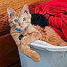 cat, kitten, orange_tabby, pet, animal, collar, tag, blue_collar, wide_eyes, sitting, lounging, paw, storage_bin, plastic_container, red_blanket, wooden_background, indoor, portrait, closeup, cute