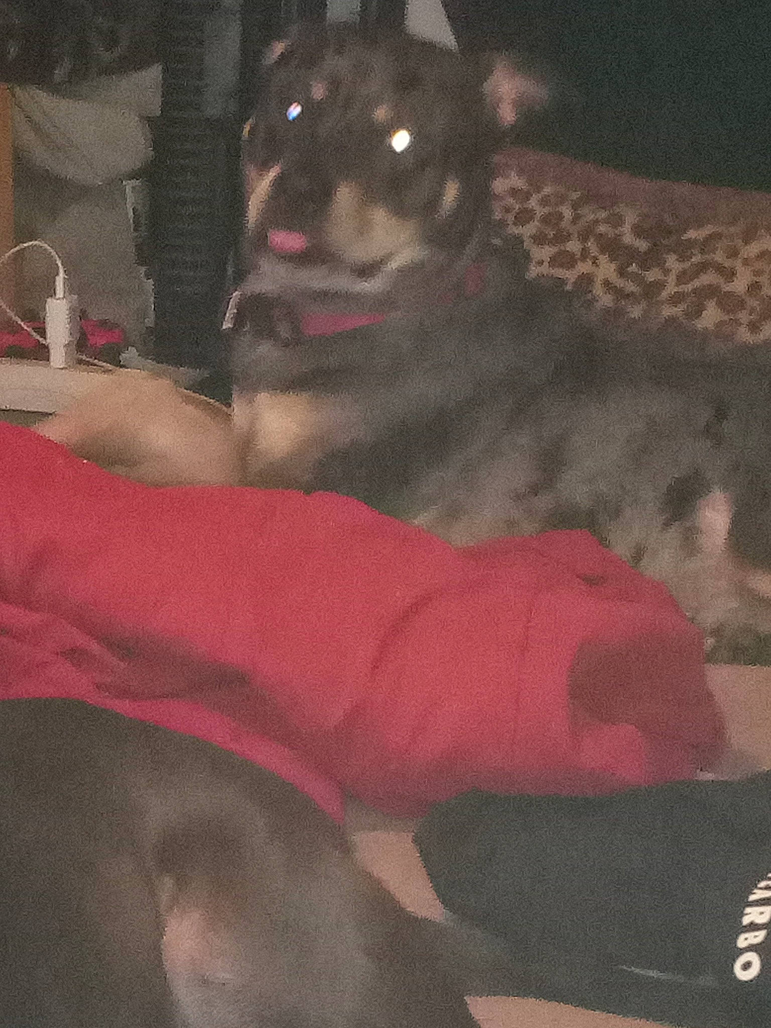 Bob Marley J is registered to the contest to win money with this photo: canidae, carmine, carnivore, comfort, companion_dog, dog, dog_breed, dog_supply, fawn, fictional_character, flesh, fur, grey, guard_dog, linens, paw, pink, room, snout, sporting_group