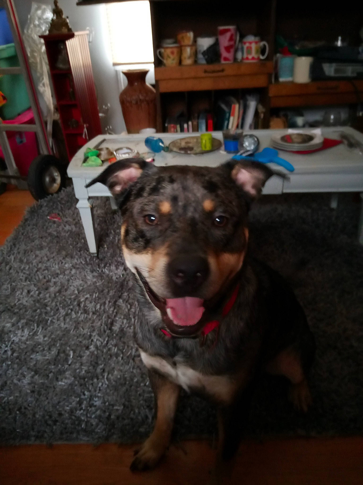 Bob Marley J is registered to the contest to win money with this photo: bookcase, carnivore, chair, collar, companion_dog, desk, dog, dog_breed, fawn, floor, flooring, fur, furniture, hardwood, picture_frame, shelf, snout, table, whiskers, wood