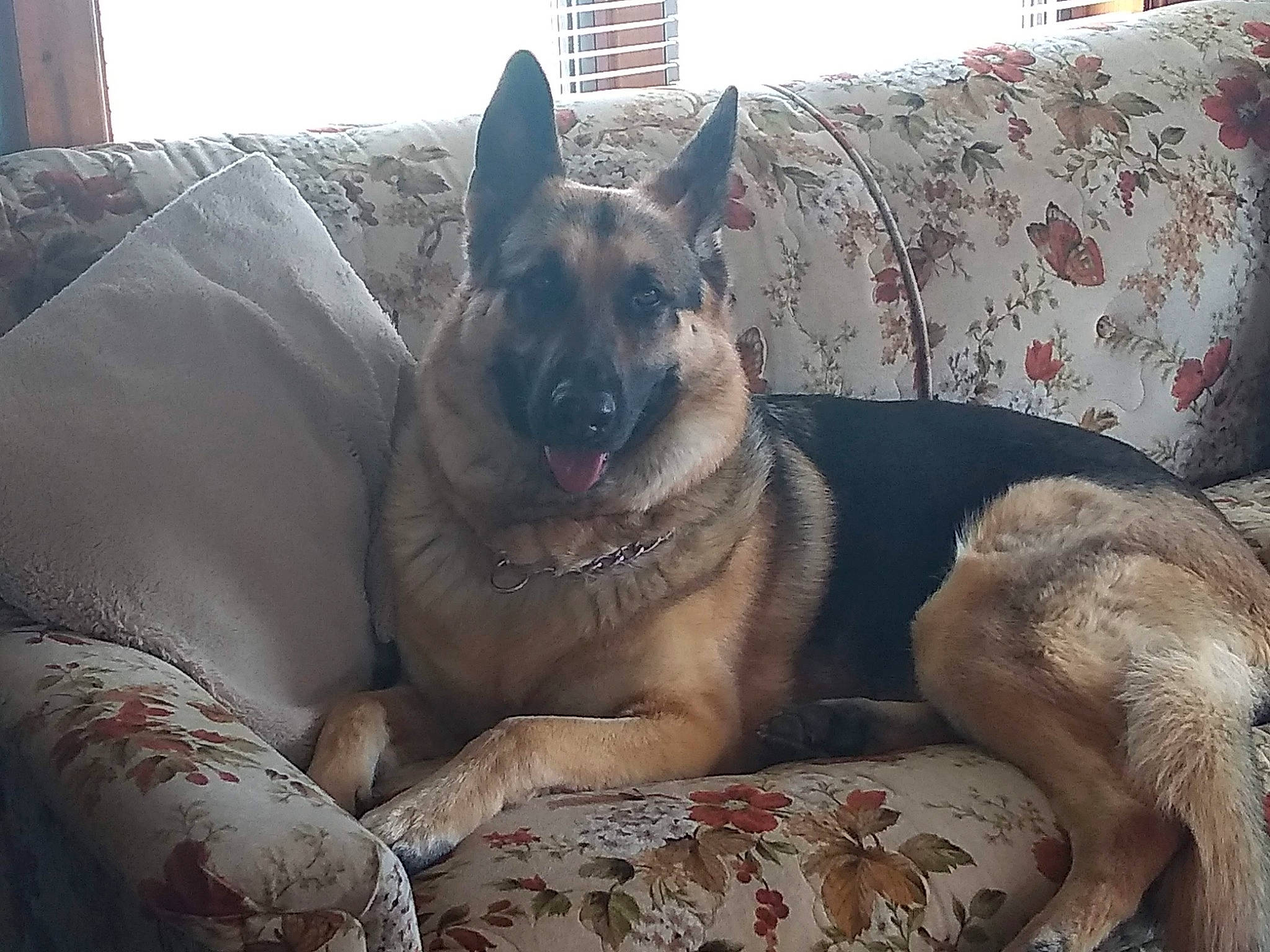 Mr. Bea Jangles joined the competition — help win amazing prizes! canidae, carnivore, collar, comfort, companion_dog, dog, dog_breed, dog_supply, east_european_shepherd, fawn, fur, german_shepherd_dog, giant_dog_breed, herding_dog, king_shepherd, snout, sporting_group, terrestrial_animal, working_animal, working_dog