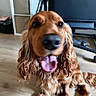 dog, golden_brown, long_ears, wavy_ears, panting, happy, indoor, wooden_floor, office_chair, storage_bins, candid, pet, animal, tongue_out, fur, close_up, blurry, sitting, domestic, companion
