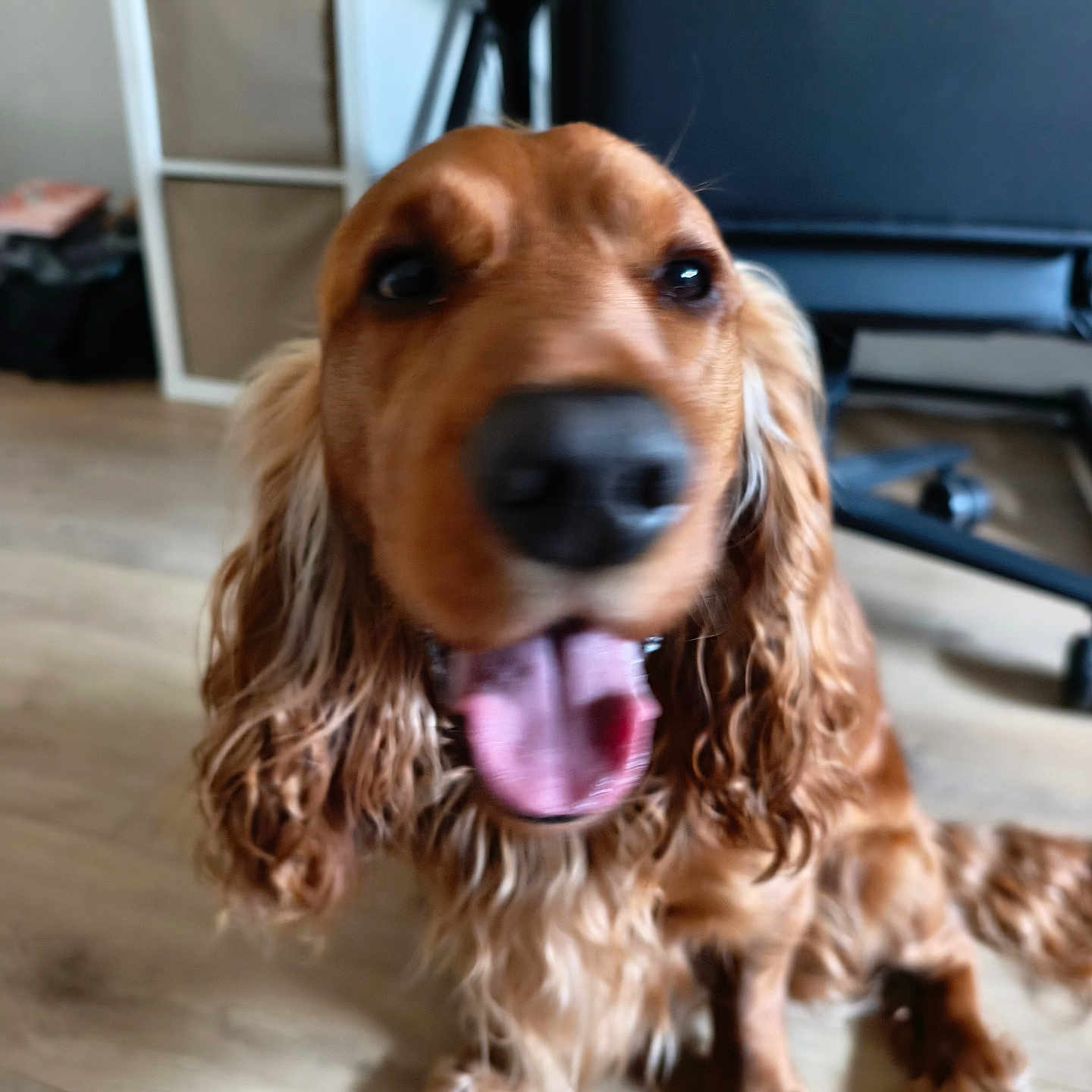 Billou participe au concours pour gagner de l'argent avec cette photo : dog, golden_brown, long_ears, wavy_ears, panting, happy, indoor, wooden_floor, office_chair, storage_bins, candid, pet, animal, tongue_out, fur, close_up, blurry, sitting, domestic, companion