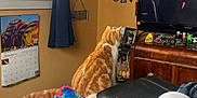 Clyde joined the competition — help win amazing prizes! cat, television, orange_cat, plush_toy, calendar, window, curtain, wall_decor, butterfly, skull_art, wooden_furniture, living_room, stuffed_animal, box, photo_frame, indoor, person_on_tv, toy, curtains, decorations