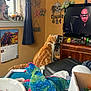 cat, television, orange_cat, plush_toy, calendar, window, curtain, wall_decor, butterfly, skull_art, wooden_furniture, living_room, stuffed_animal, box, photo_frame, indoor, person_on_tv, toy, curtains, decorations