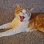 cat, orange_cat, white_cat, carpet, stretching, yawning, pet, animal, indoor, fur, whiskers, relaxed, cute, mammal, tongue, claws, sleepy, domestic_cat, feline, resting