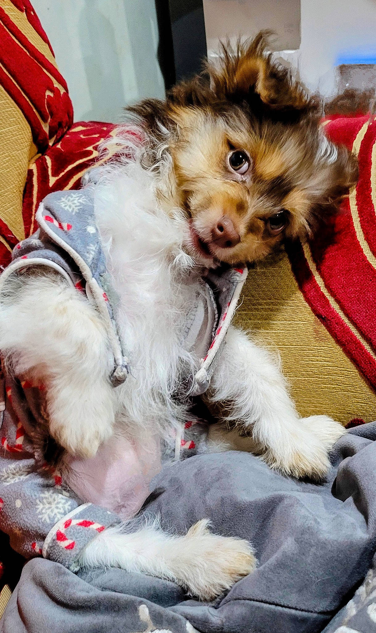 Tripp joined the competition — help win amazing prizes! canidae, carnivore, collar, companion_dog, dog, dog_breed, dog_clothes, dog_supply, fashion_accessory, fawn, fur, leash, paw, pomeranian, puppy_love, small_terrier, snout, sporting_group, terrier, toy_dog