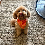 Sarita Pena joined the competition — help win amazing prizes! dog, pet, indoor, carpet, bandana, cute, fluffy, small_dog, tongue_out, brown_fur, waiting, adorable, animal, companion, floor, home, fur, sitting, playful, friendly