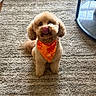 dog, pet, indoor, carpet, bandana, cute, fluffy, small_dog, tongue_out, brown_fur, waiting, adorable, animal, companion, floor, home, fur, sitting, playful, friendly