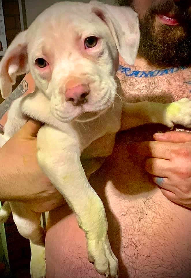 Dookey is registered to the contest to win money with this photo: beard, canidae, carnivore, companion_dog, dog, dog_breed, fawn, fur, gesture, happy, hat, hunting_dog, nail, non_sporting_group, paw, puppy, snout, sporting_group, working_animal