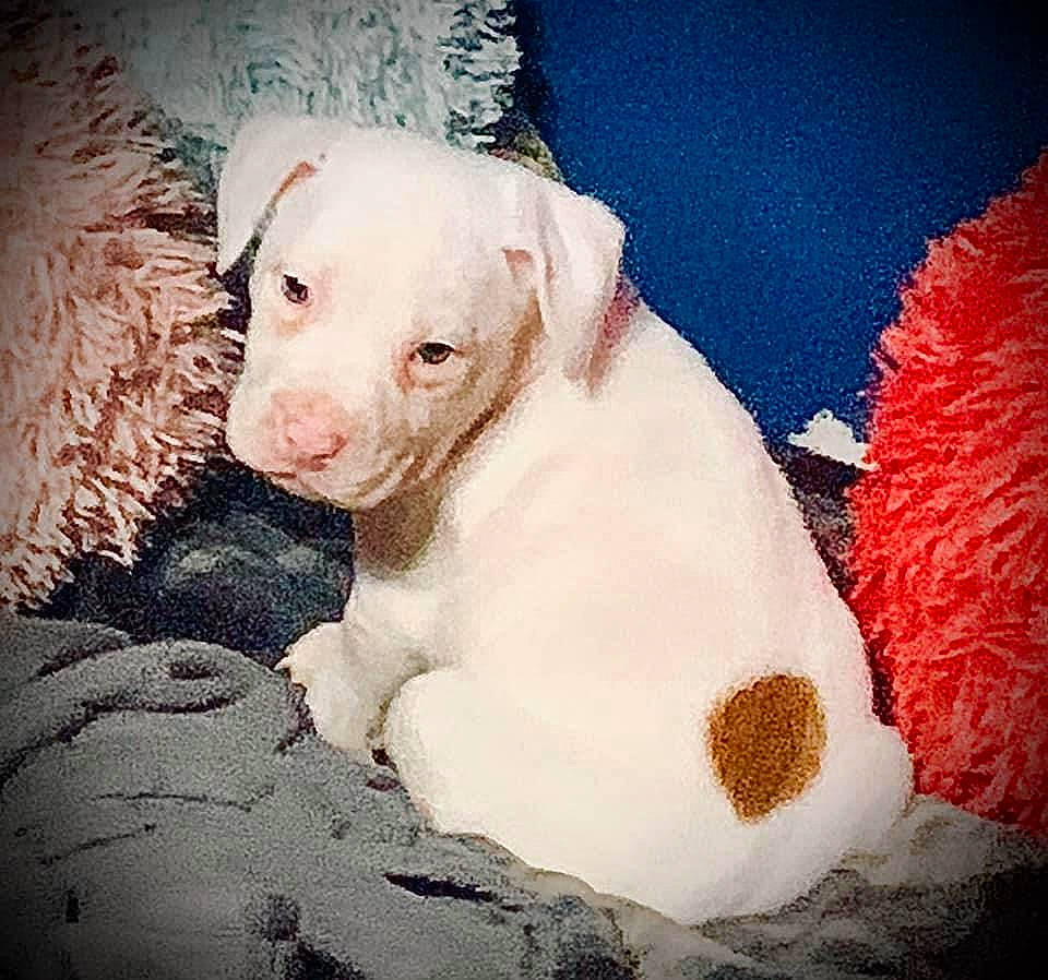 Dookey joined the competition — help win amazing prizes! art, canidae, carmine, carnivore, companion_dog, coquelicot, dog, dog_breed, fawn, fur, hunting_dog, non_sporting_group, paw, petal, puppy, puppy_love, snout, sporting_group, working_animal