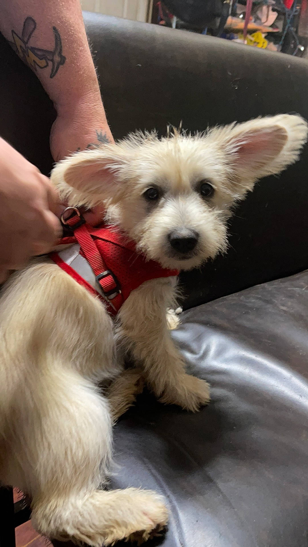 Milo is registered to the contest to win money with this photo: canidae, carnivore, collar, companion_dog, dog, dog_breed, dog_clothes, dog_collar, dog_supply, fashion_accessory, fawn, fur, paw, pet_supply, small_terrier, snout, sporting_group, terrier, toy_dog, working_animal