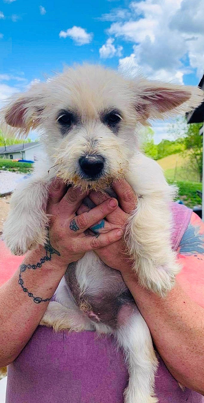 Milo joined the competition — help win amazing prizes! canidae, carnivore, cloud, collar, companion_dog, dog, dog_breed, dog_collar, dog_supply, fur, happy, mammal, non_sporting_group, plant, sky, small_terrier, sporting_group, terrier, toy_dog, working_animal