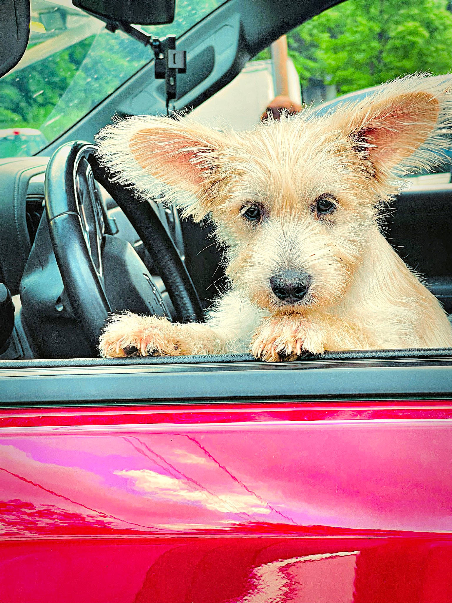 Milo joined the competition — help win amazing prizes! automotive_design, automotive_exterior, automotive_lighting, automotive_mirror, car, carnivore, companion_dog, dog, dog_breed, fawn, hood, land_vehicle, mode_of_transport, motor_vehicle, pink, steering_wheel, vehicle, vehicle_door, vertebrate, windscreen_wiper