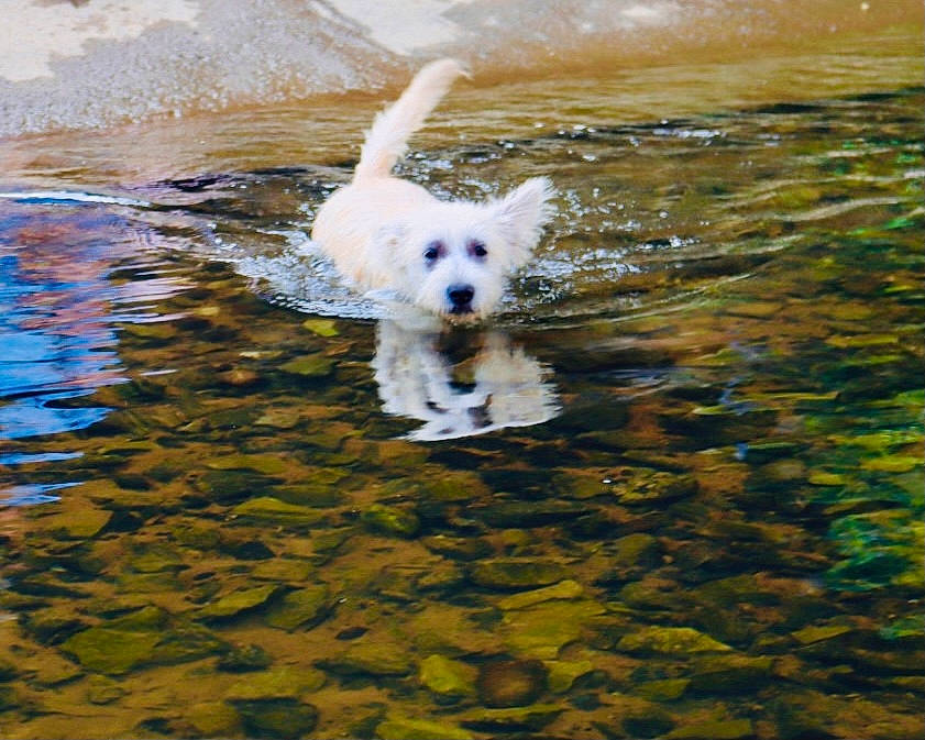 Milo joined the competition — help win amazing prizes! canidae, carnivore, companion_dog, dog, dog_breed, fawn, labradoodle, non_sporting_group, ocean, reflection, shadow, small_terrier, sporting_group, tail, terrier, toy_dog, water, wave, wind_wave, working_animal