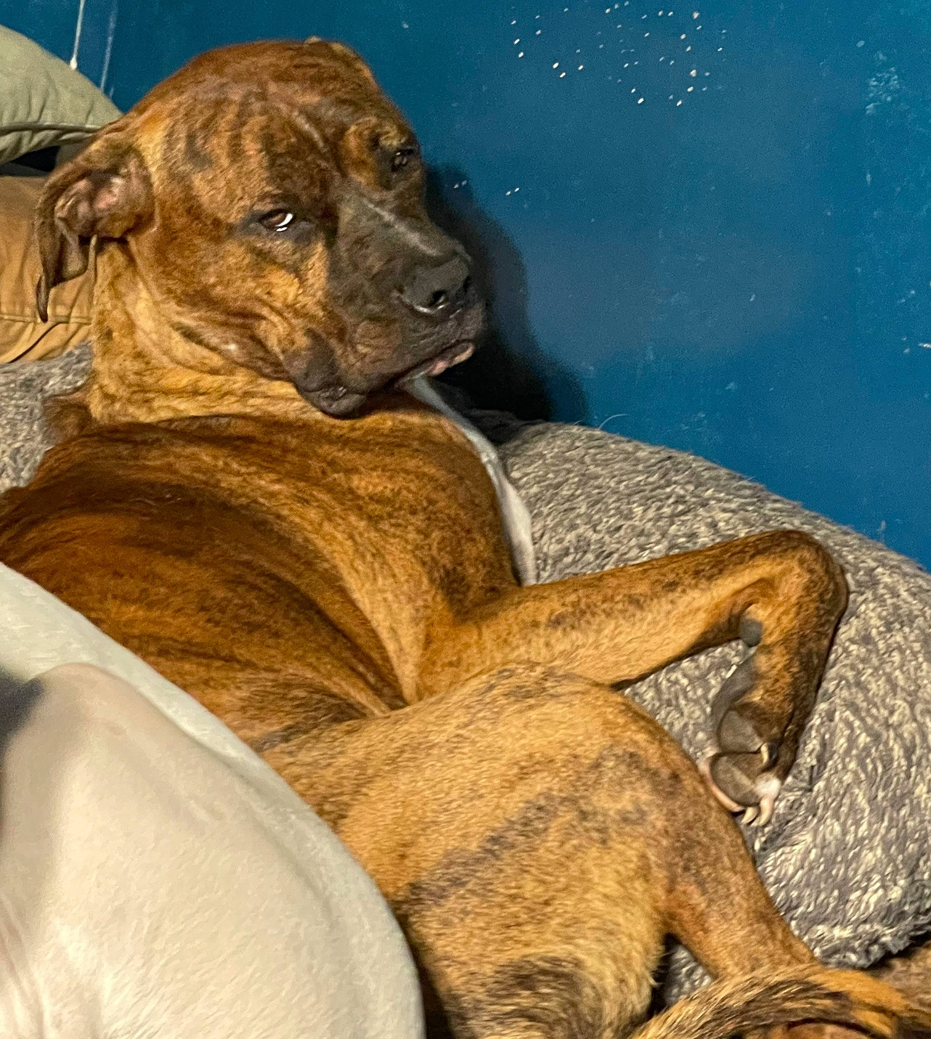 Dobby is registered to the contest to win money with this photo: art, big_cats, carnivore, companion_dog, dog, dog_breed, fawn, felidae, fur, guard_dog, liver, molosser, painting, snout, terrestrial_animal, visual_arts, whiskers, wildlife, working_animal, wrinkle