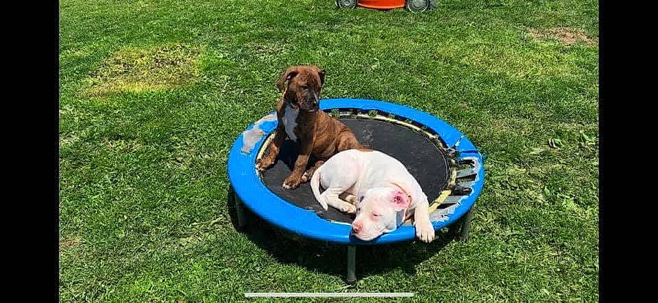 Dobby is registered to the contest to win money with this photo: animal_training, canidae, carnivore, chair, comfort, companion_dog, dog, dog_breed, dog_supply, fun, grass, lawn, leisure, pet_supply, recreation, sporting_group, vehicle, working_animal