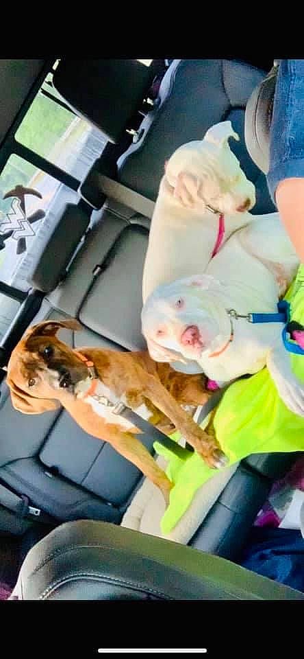 Dobby is registered to the contest to win money with this photo: auto_part, canidae, car_seat, carnivore, comfort, companion_dog, couch, dog, dog_breed, event, fawn, fur, lap, nap, passenger, room, seat_belt, sporting_group, tree, vehicle_door