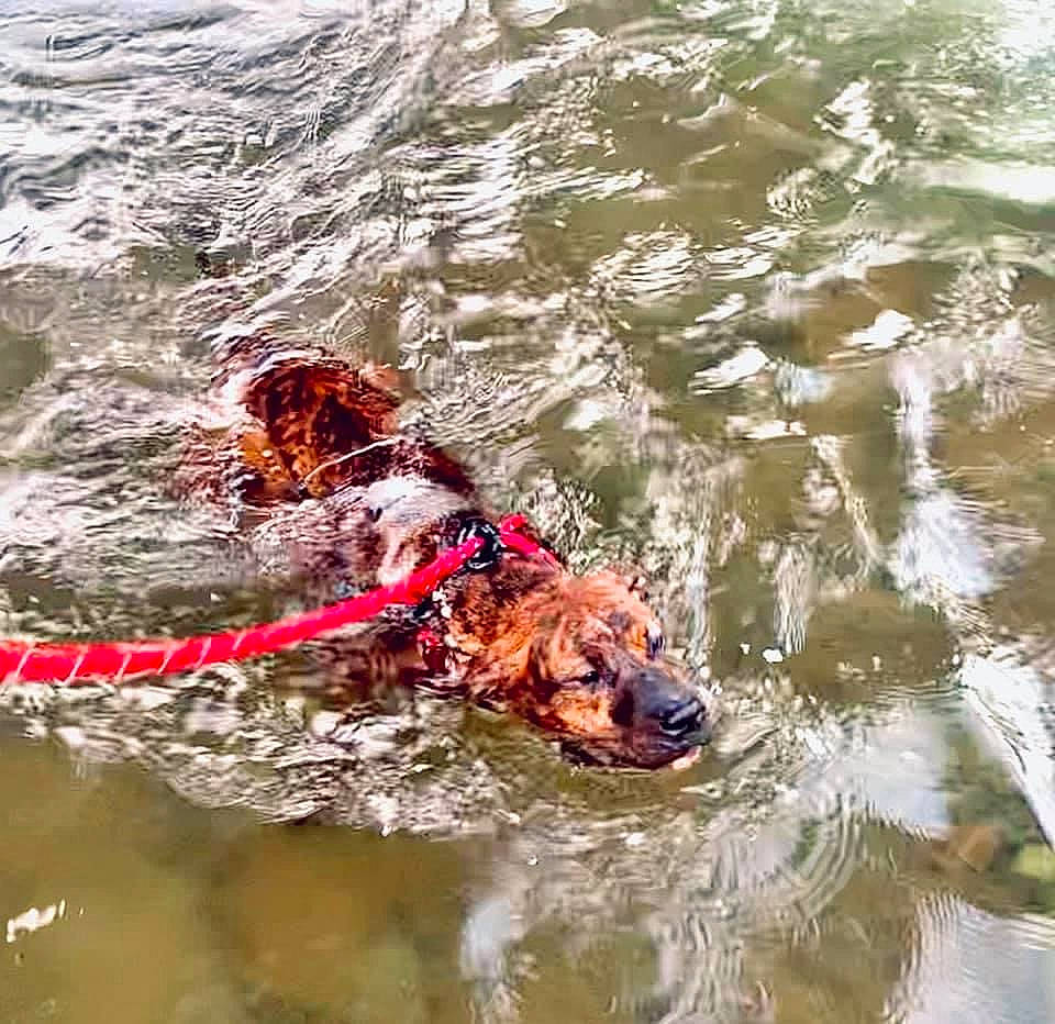 Dobby is registered to the contest to win money with this photo: adventure, canidae, carnivore, collar, companion_dog, dog, dog_breed, dog_collar, dog_supply, fluid, gun_dog, lake, liquid, liver, recreation, snout, sporting_group, water, wave, working_animal