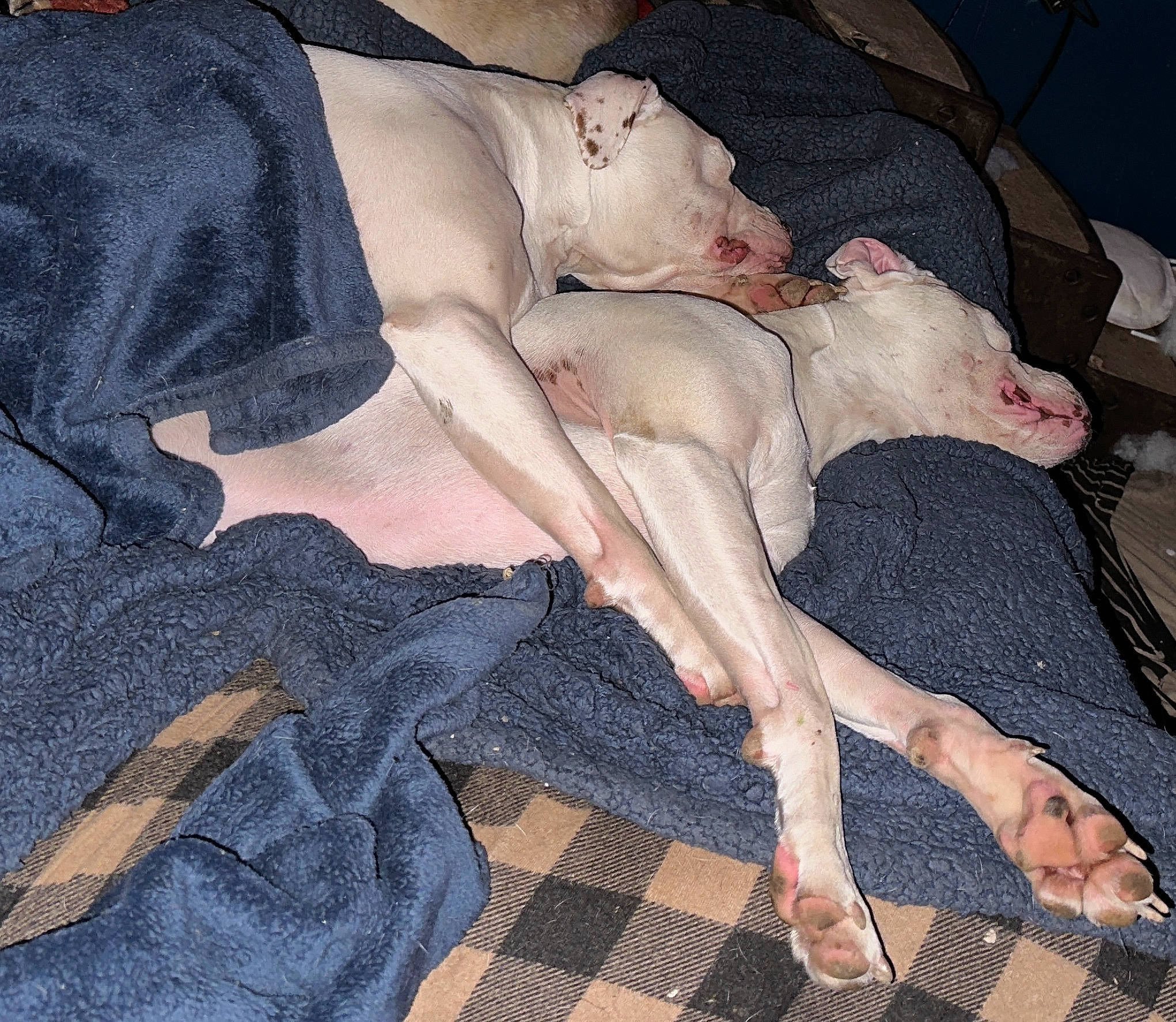 Zoey joined the competition — help win amazing prizes! barechested, canidae, carnivore, chest, comfort, companion_dog, dog, dog_breed, fawn, foot, human_leg, knee, lap, leg, pattern, sporting_group, tail, textile, thigh, trunk