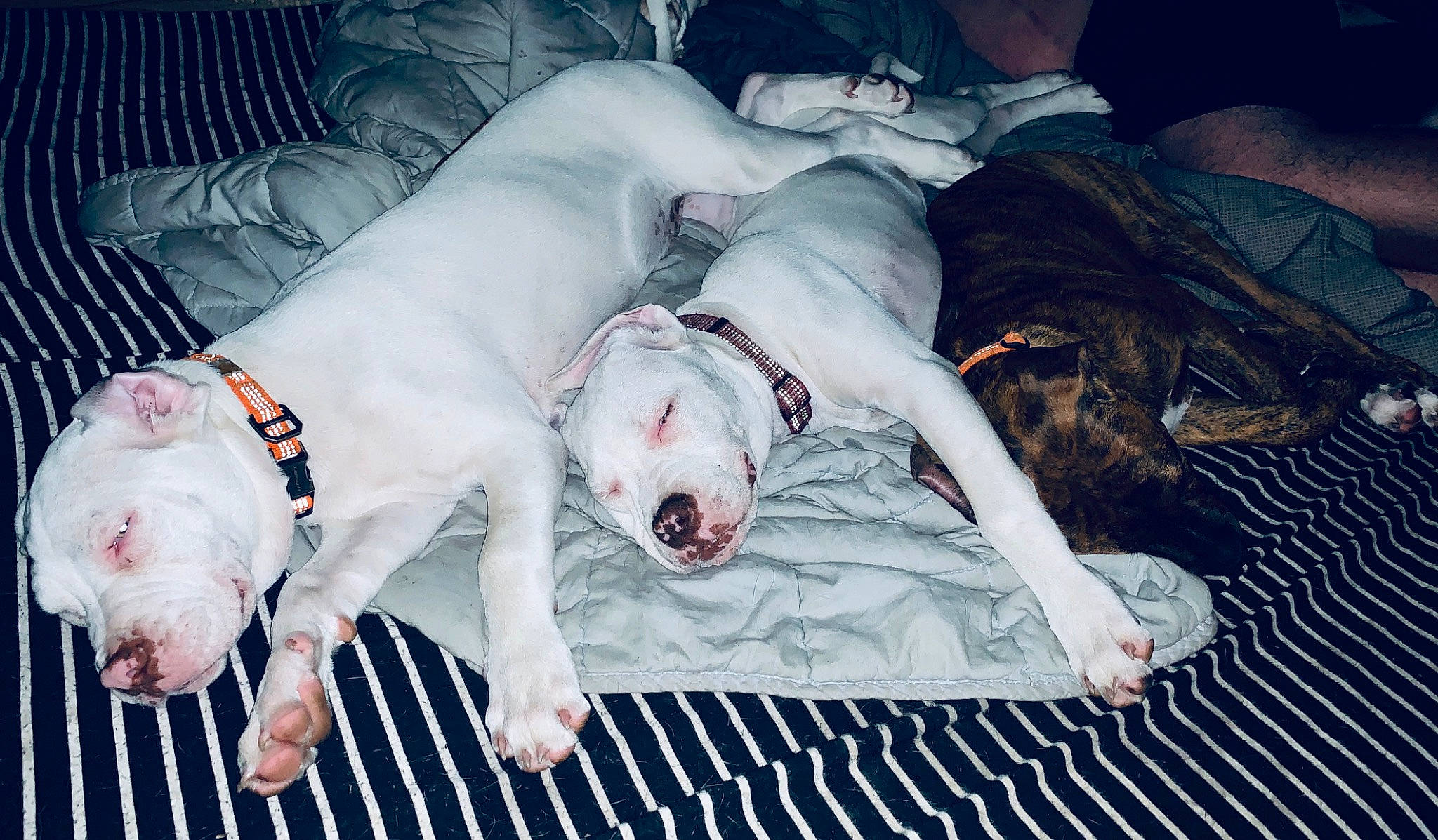 Zoey is registered to the contest to win money with this photo: canidae, carnivore, collar, comfort, companion_dog, couch, dog, dog_breed, dog_supply, fawn, flash_photography, flesh, fur, great_dane, grey, guard_dog, pet_supply, snout, sporting_group, working_animal