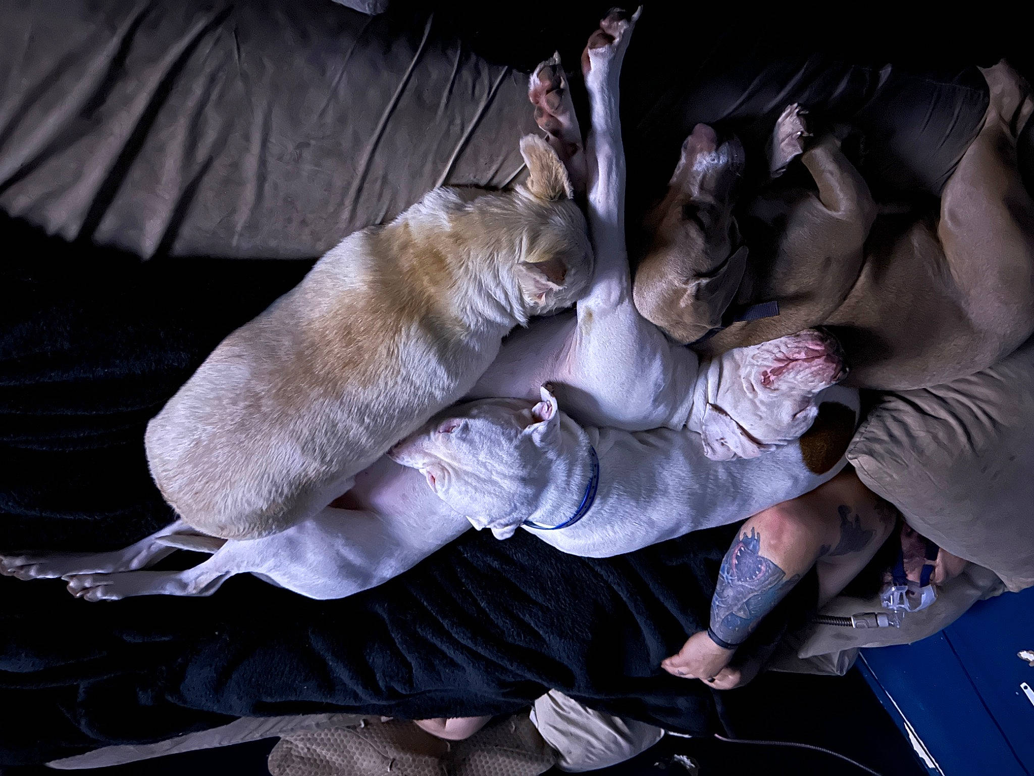 Zoey joined the competition — help win amazing prizes! canidae, carnivore, comfort, companion_dog, darkness, dog_breed, fawn, felidae, flesh, fur, gesture, human_leg, knee, lap, nap, non_sporting_group, small_to_medium_sized_cats, sporting_group, whiskers, wrinkle