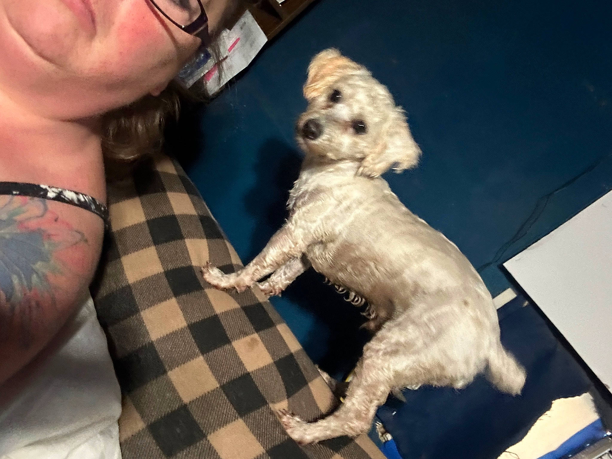 Wally is registered to the contest to win money with this photo: beard, carnivore, chair, companion_dog, dog, dog_breed, dog_collar, eyewear, fur, glasses, jewellery, poodle, small_terrier, snout, sporting_group, sunglasses, temporary_tattoo, terrier, toy_dog, vision_care