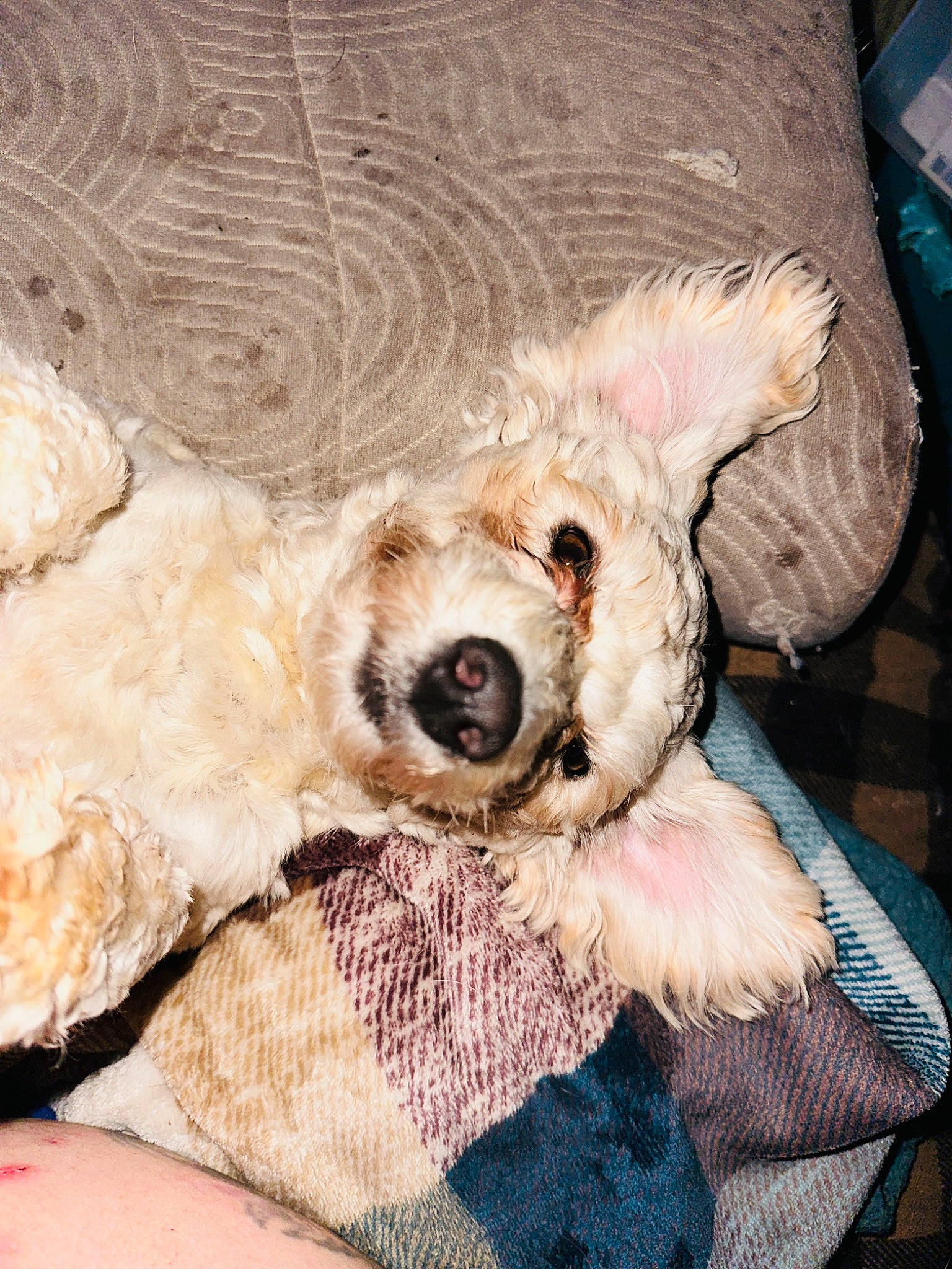 Wally joined the competition — help win amazing prizes! bed, canidae, carnivore, comfort, companion_dog, dog, dog_breed, dog_clothes, dog_supply, fawn, fur, labradoodle, linens, nap, pet_supply, snout, sporting_group, terrier, toy_dog, working_animal