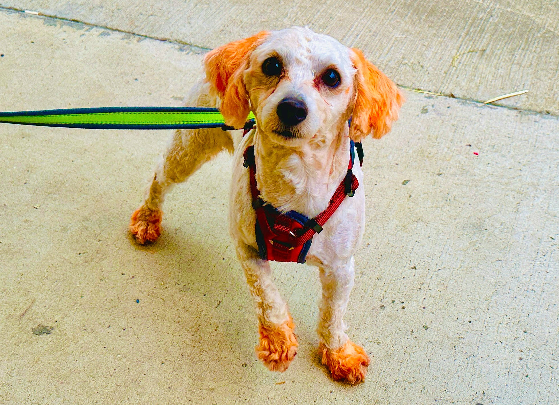 Wally is registered to the contest to win money with this photo: asphalt, canidae, carnivore, collar, companion_dog, dog, dog_breed, dog_clothes, dog_collar, dog_supply, eyewear, fashion_accessory, fawn, leash, pet_supply, road_surface, sidewalk, snout, sporting_group, toy_dog