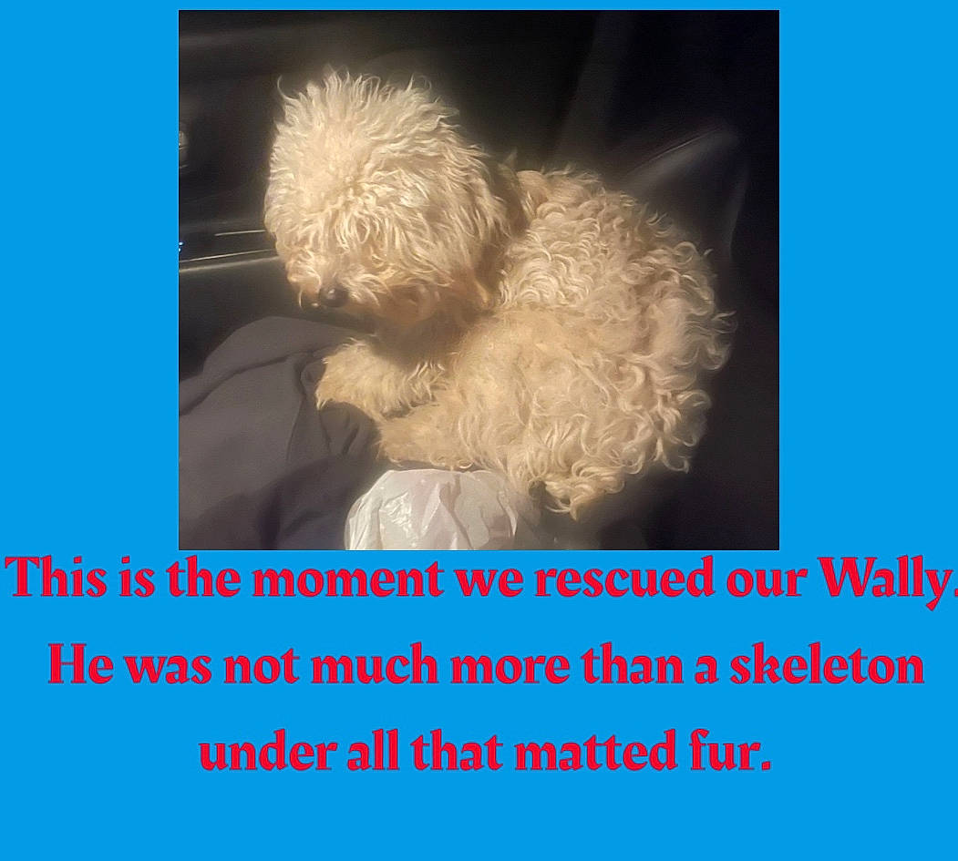 Wally is registered to the contest to win money with this photo: adaptation, canidae, carnivore, companion_dog, dog, dog_breed, electric_blue, font, fur, happy, photo_caption, poodle, rectangle, toy_dog, water_dog