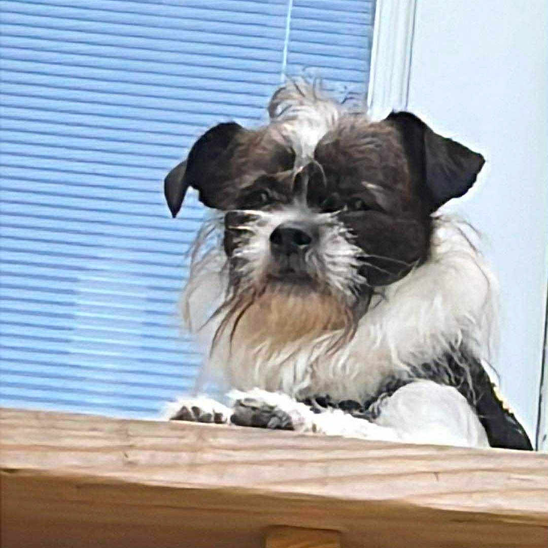 Mr. King is registered to the contest to win money with this photo: animal, black, blind, brown, closeup, curious, dog, ears, face, fur, ledg, nose, outdoor, paw, pet, scruffy, whiskers, white, window, wood