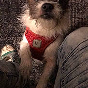 Mr. King joined the competition — help win amazing prizes! dog, pet, red_harness, fur, looking_up, indoor, carpet, jeans, sneaker, paw, close_up, cute, scruffy, animal, companion, floor, texture, casual, human_leg, brown