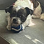 Mr. King is registered to the contest to win money with this photo: dog, pet, toy, ball, couch, fur, animal, indoor, resting, scruffy, white, black, small_dog, playful, cute, domestic, relaxed, sunlight, closeup, companion