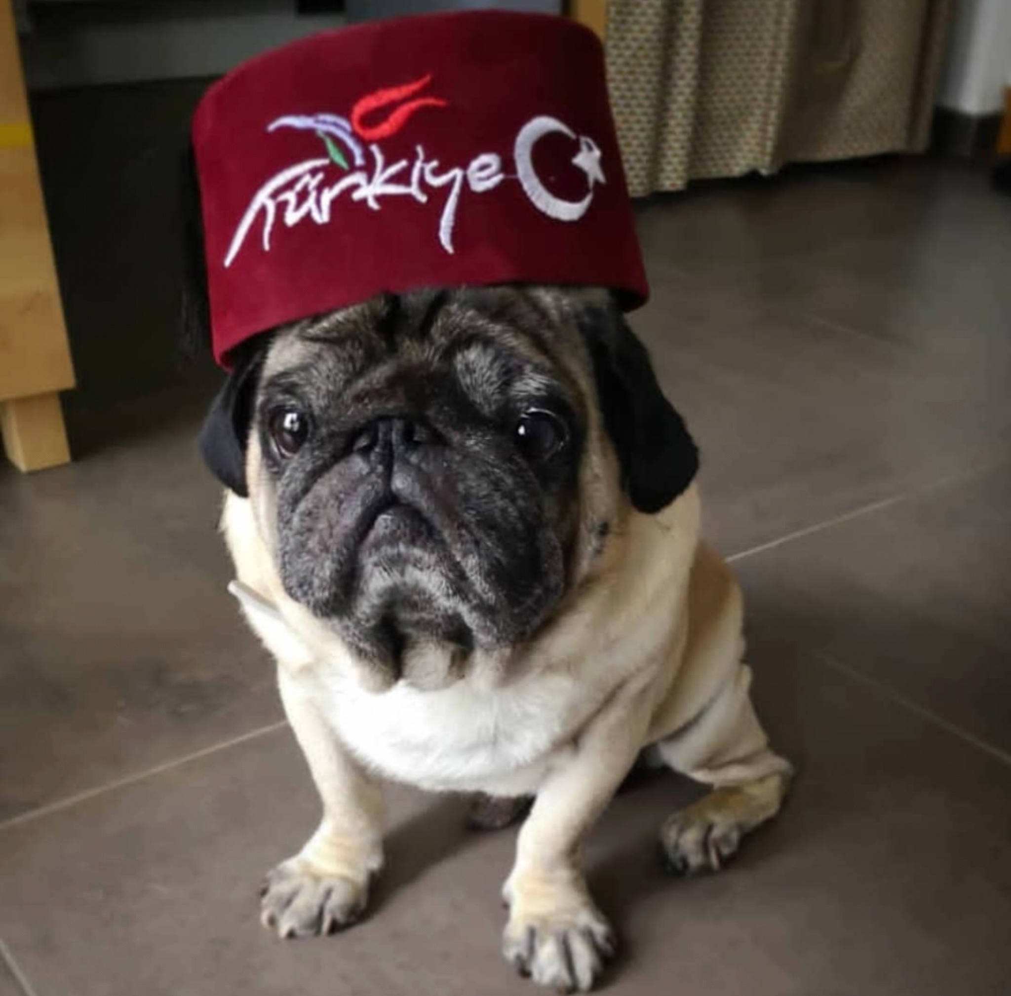 Mouki a rejoint le concours — aidez-le/la à gagner de superbes lots ! canidae, carnivore, companion_dog, dog, dog_breed, fawn, floor, flooring, mammal, non_sporting_group, pug, puppy, skin, snout, sporting_group, tile, toy_dog, whiskers, working_animal, wrinkle