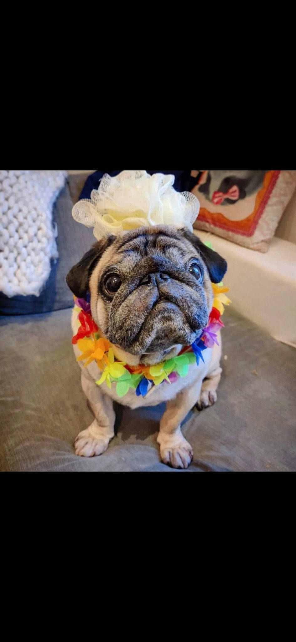 Mouki a rejoint le concours — aidez-le/la à gagner de superbes lots ! blue, carnivore, dog, dog_breed, dog_clothes, floor, flooring, grass, green, human_body, leash, lighting, people, product, sporting_group, text, textile, vertebrate, whiskers, yellow