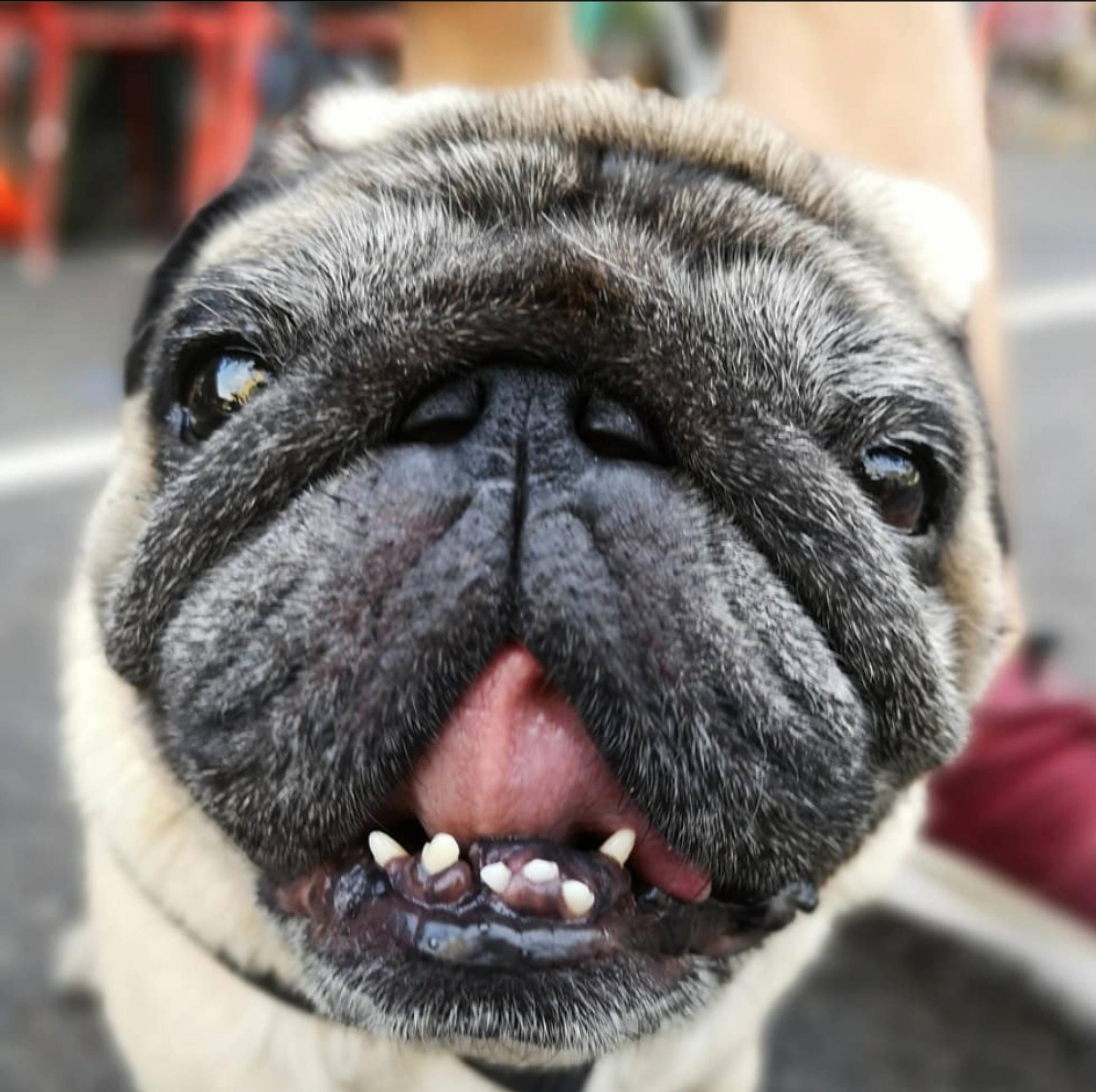Mouki a rejoint le concours — aidez-le/la à gagner de superbes lots ! carnivore, close_up, collar, companion_dog, dog, dog_breed, fawn, grey, jaw, mammal, organ, pug, skin, snout, tongue, tooth, toy_dog, whiskers, working_animal, wrinkle