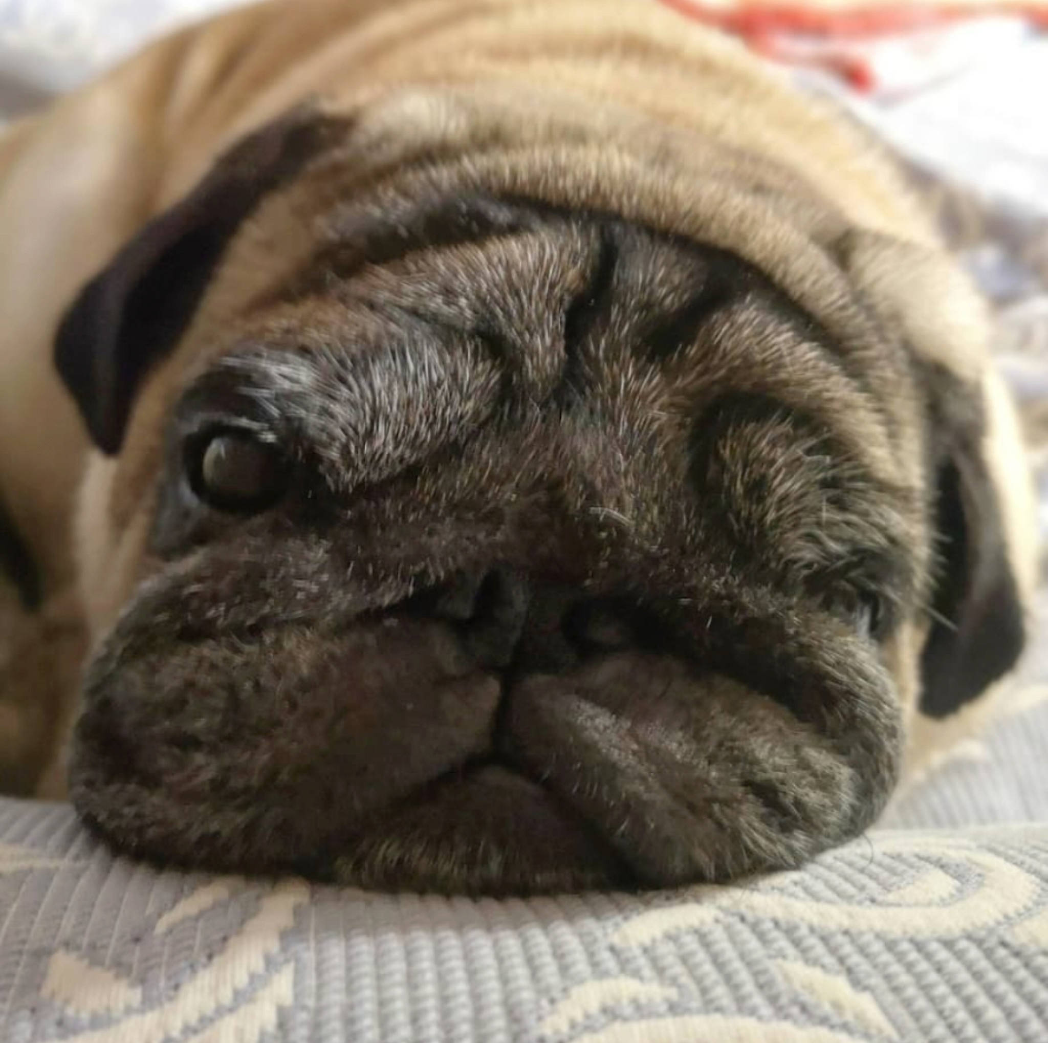 Mouki participe au concours pour gagner de l'argent avec cette photo : black, canidae, carnivore, close_up, companion_dog, dog, dog_breed, fawn, iris, mammal, pug, puppy, skin, snout, toy_dog, whiskers, working_animal, wrinkle