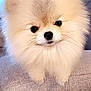 Kilo is registered to the contest to win money with this photo: dog, puppy, pomeranian, fluffy, cute, pet, animal, indoors, couch, fur, small, face, black_nose, whiskers, eyes, domestic_animal, companion, adorable, furniture, home