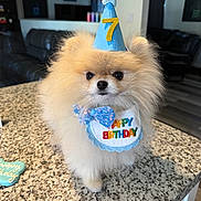 Kilo is registered to the contest to win money with this photo: dog, pomeranian, birthday, party_hat, bib, blue, fluffy, pet, indoor, countertop, granite, living_room, celebration, cute, small_dog, animal, fur, bow, happy_birthday, house
