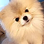 Kilo is registered to the contest to win money with this photo: dog, puppy, pomeranian, fluffy, cute, pet, indoor, couch, fur, small_dog, animal, face, whiskers, black_nose, eyes, domestic_animal, companion, portrait, cozy, soft_lighting