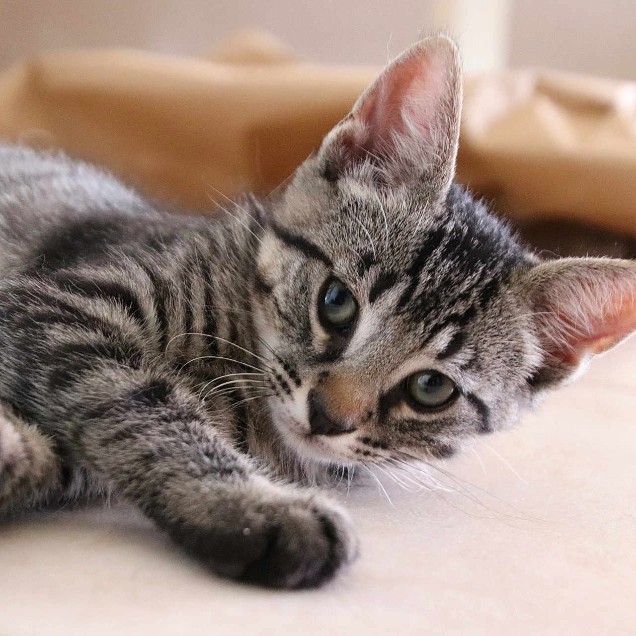 Peewee participe au concours pour gagner de l'argent avec cette photo : animal, cat, closeup, curious, cute, domestic, ears, face, floor, fur, indoor, kitten, laying_down, mammal, pet, resting, tabby, tile, whiskers, young