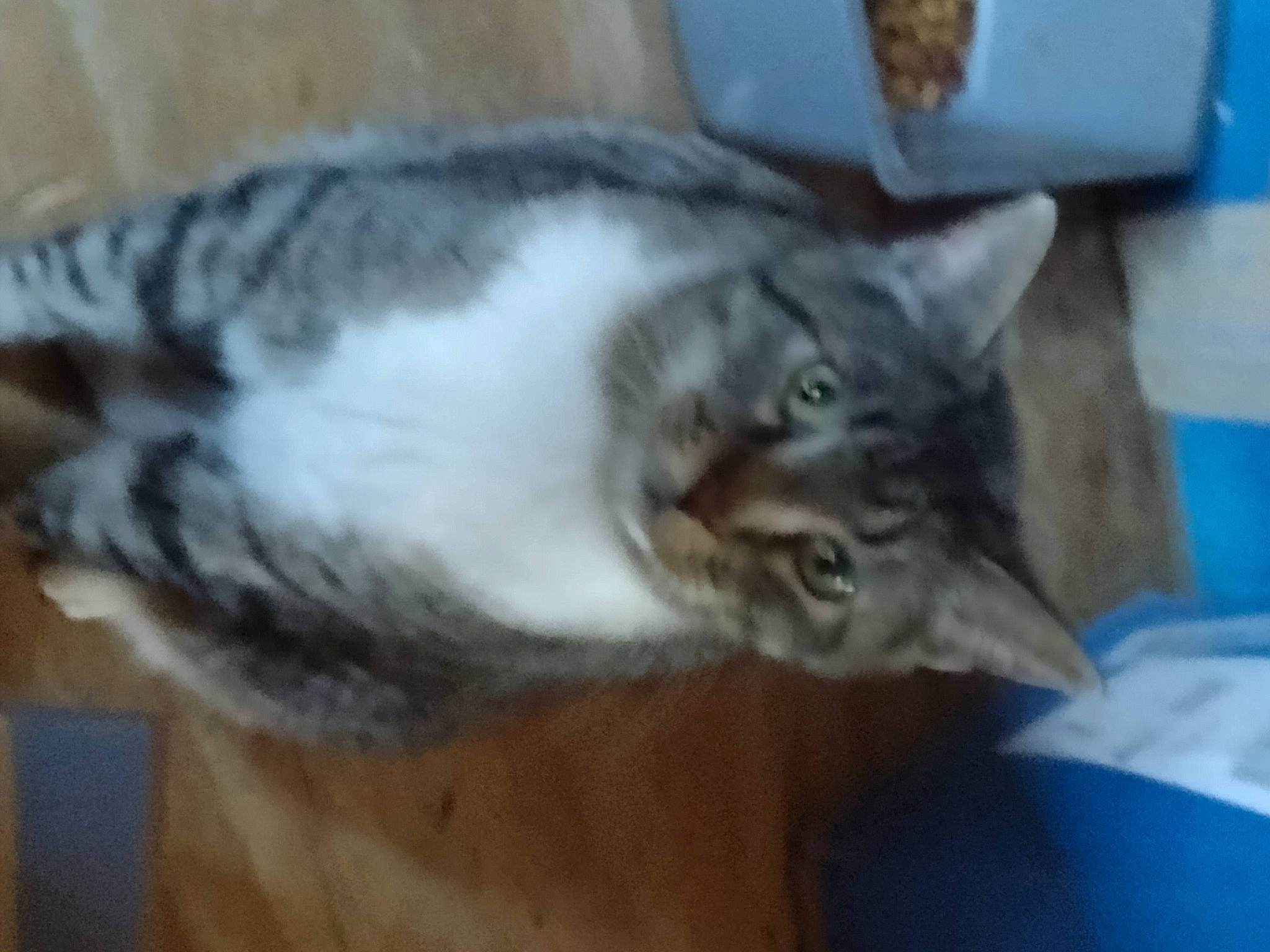 Thumper Two Paws is registered to the contest to win money with this photo: carnivore, cat, domestic_short_haired_cat, felidae, fur, grey, hardwood, paw, small_to_medium_sized_cats, tail, whiskers, wood