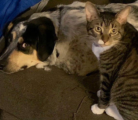 Thumper Two Paws joined the competition — help win amazing prizes! bored, carnivore, cat, comfort, companion_dog, couch, dog_breed, domestic_short_haired_cat, felidae, fur, paw, sitting, small_to_medium_sized_cats, snout, tail, terrestrial_animal, whiskers, working_animal