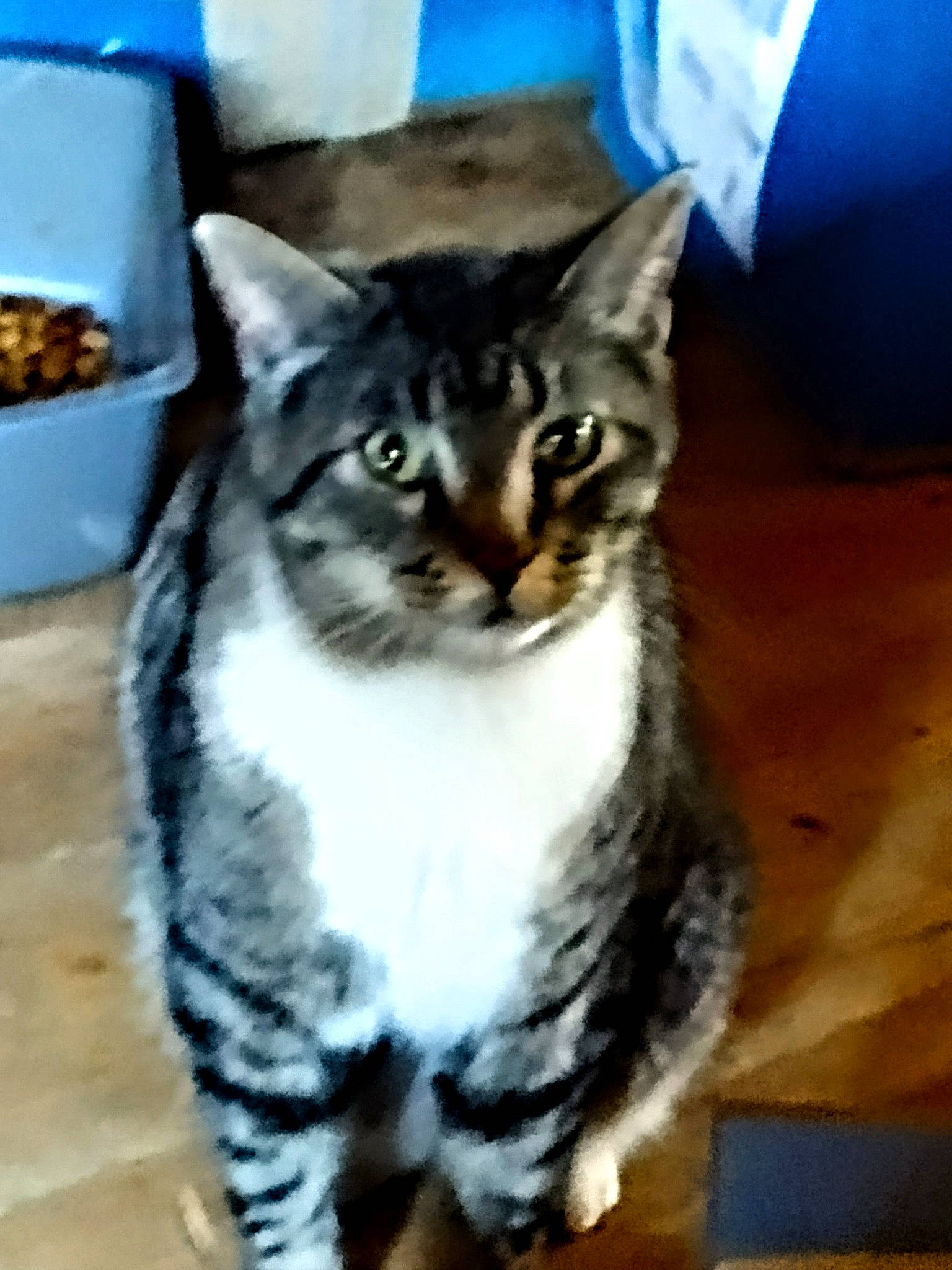 Thumper Two Paws joined the competition — help win amazing prizes! carnivore, cat, domestic_short_haired_cat, felidae, fur, hardwood, small_to_medium_sized_cats, snout, terrestrial_animal, whiskers, wood