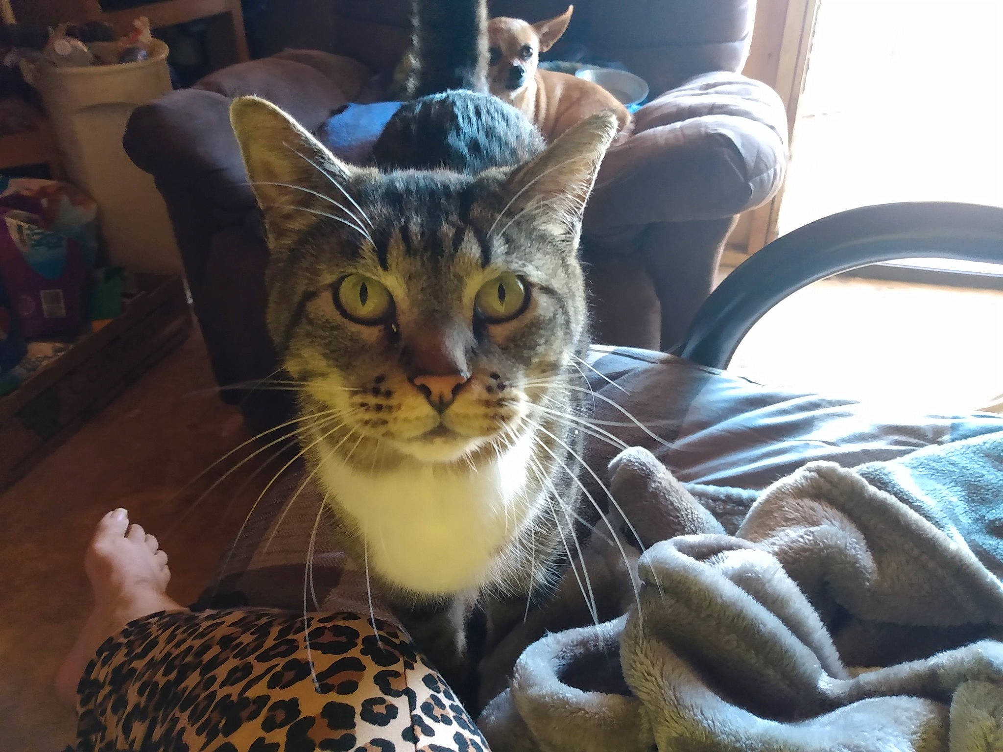 Thumper Two Paws is registered to the contest to win money with this photo: carnivore, cat, chair, claw, comfort, domestic_short_haired_cat, fawn, felidae, fur, pattern, paw, sitting, small_to_medium_sized_cats, snout, terrestrial_animal, whiskers, wildlife