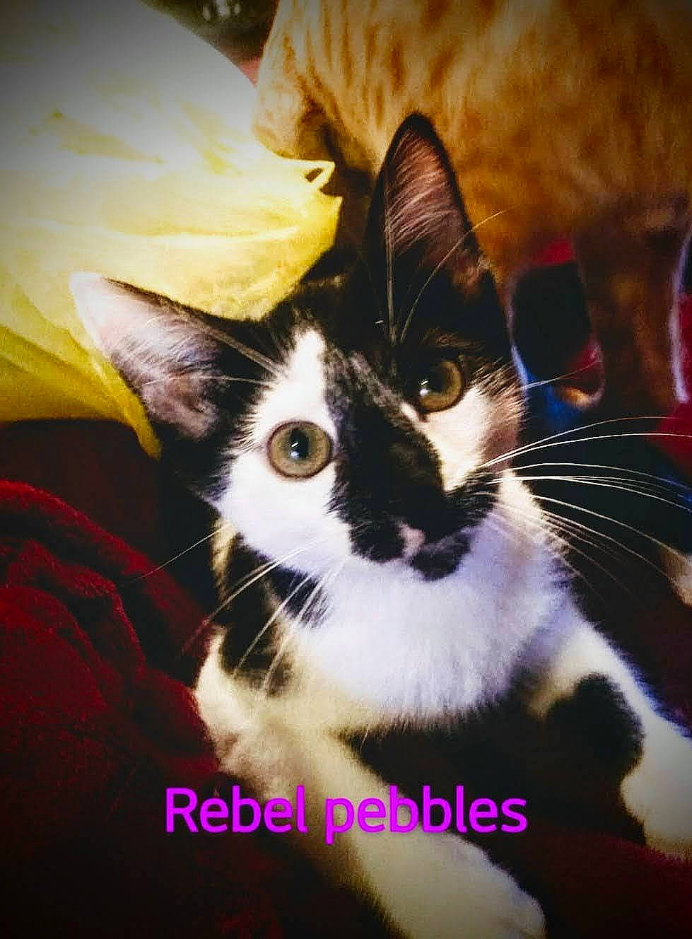 Pebbles