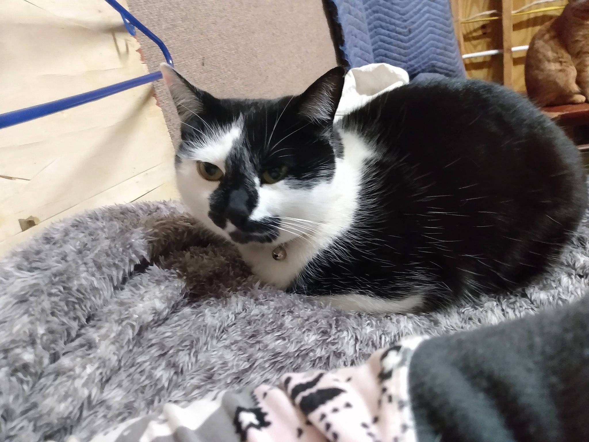 Pebbles is registered to the contest to win money with this photo: carnivore, cat, claw, comfort, domestic_short_haired_cat, felidae, foot, fur, human_leg, monochrome_photography, nap, paw, sitting, small_to_medium_sized_cats, snout, tail, terrestrial_animal, tree, whiskers