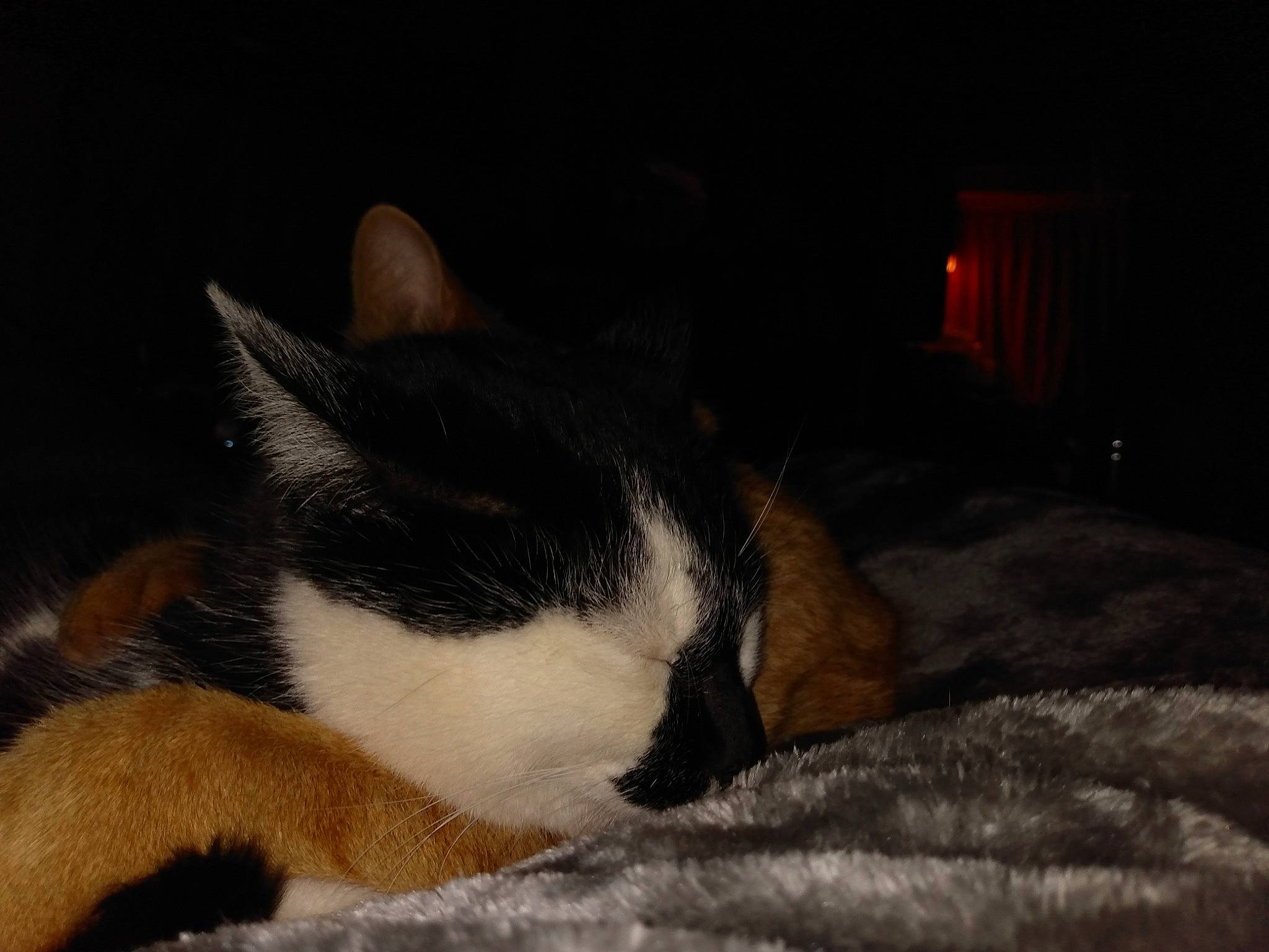 Pebbles joined the competition — help win amazing prizes! carnivore, cat, claw, comfort, curtain, domestic_short_haired_cat, felidae, fur, nap, paw, sleep, small_to_medium_sized_cats, tail, terrestrial_animal, whiskers, wood