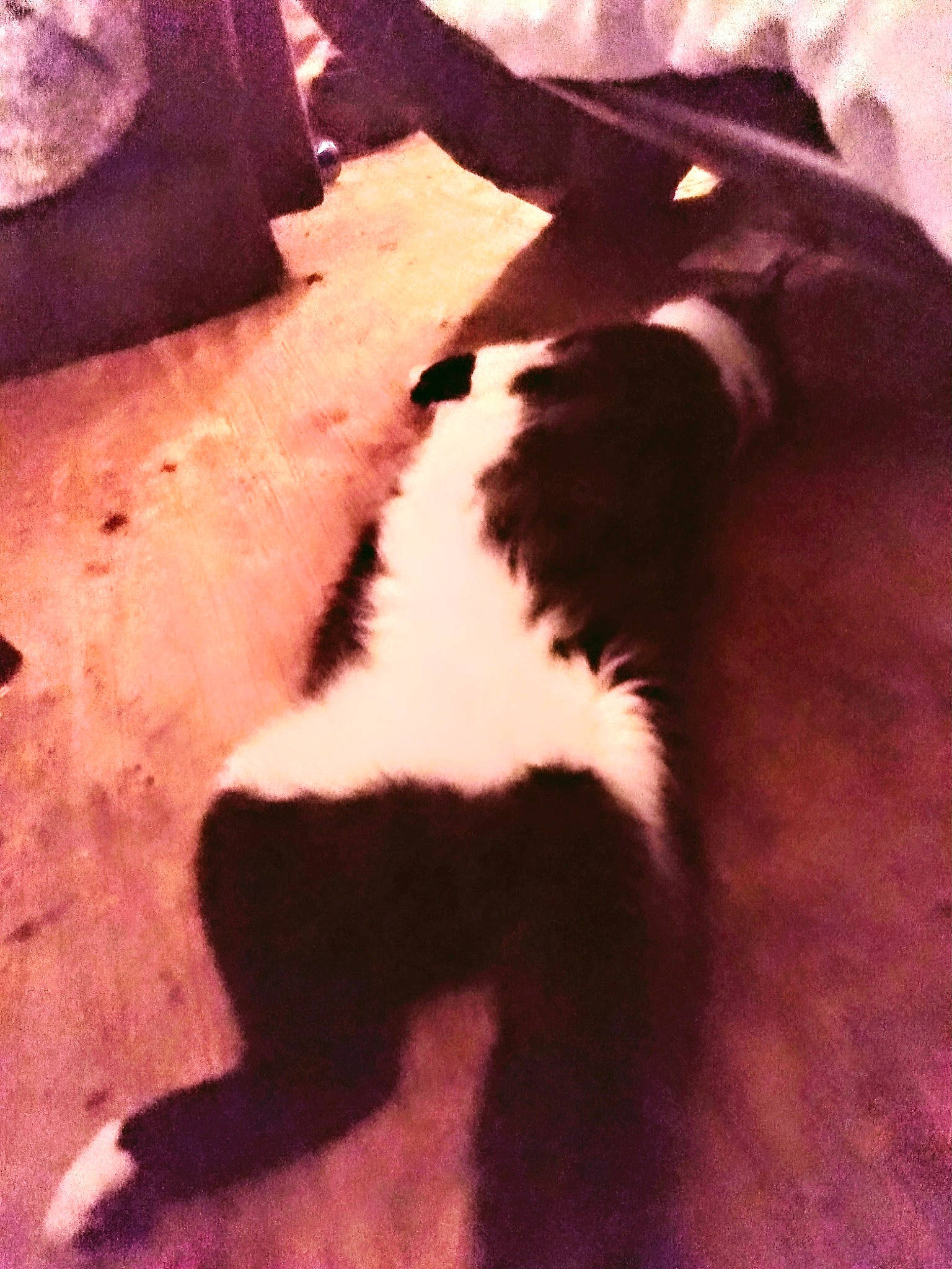 Pebbles joined the competition — help win amazing prizes! canidae, carnivore, cat, dog_breed, felidae, fur, gesture, human_leg, mammal, paw, shadow, small_to_medium_sized_cats, snout, sporting_group, tail, terrestrial_animal, tints_and_shades, tree, vertebrate, whiskers