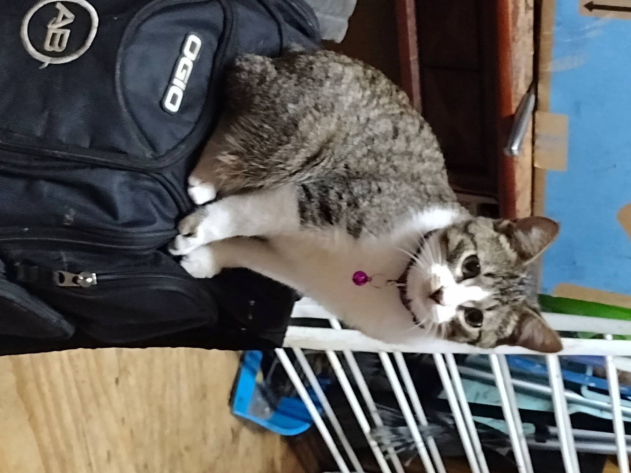 Humbug joined the competition — help win amazing prizes! animal_shelter, big_cats, canidae, carnivore, cat, claw, comfort, domestic_short_haired_cat, felidae, fur, leopard, paw, pet_supply, small_to_medium_sized_cats, snout, snow_leopard, tail, terrestrial_animal, whiskers, wildlife